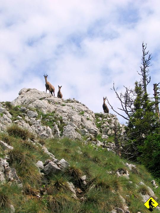 Karta1_ 334.jpg - ... miejscówkę kozic i ...